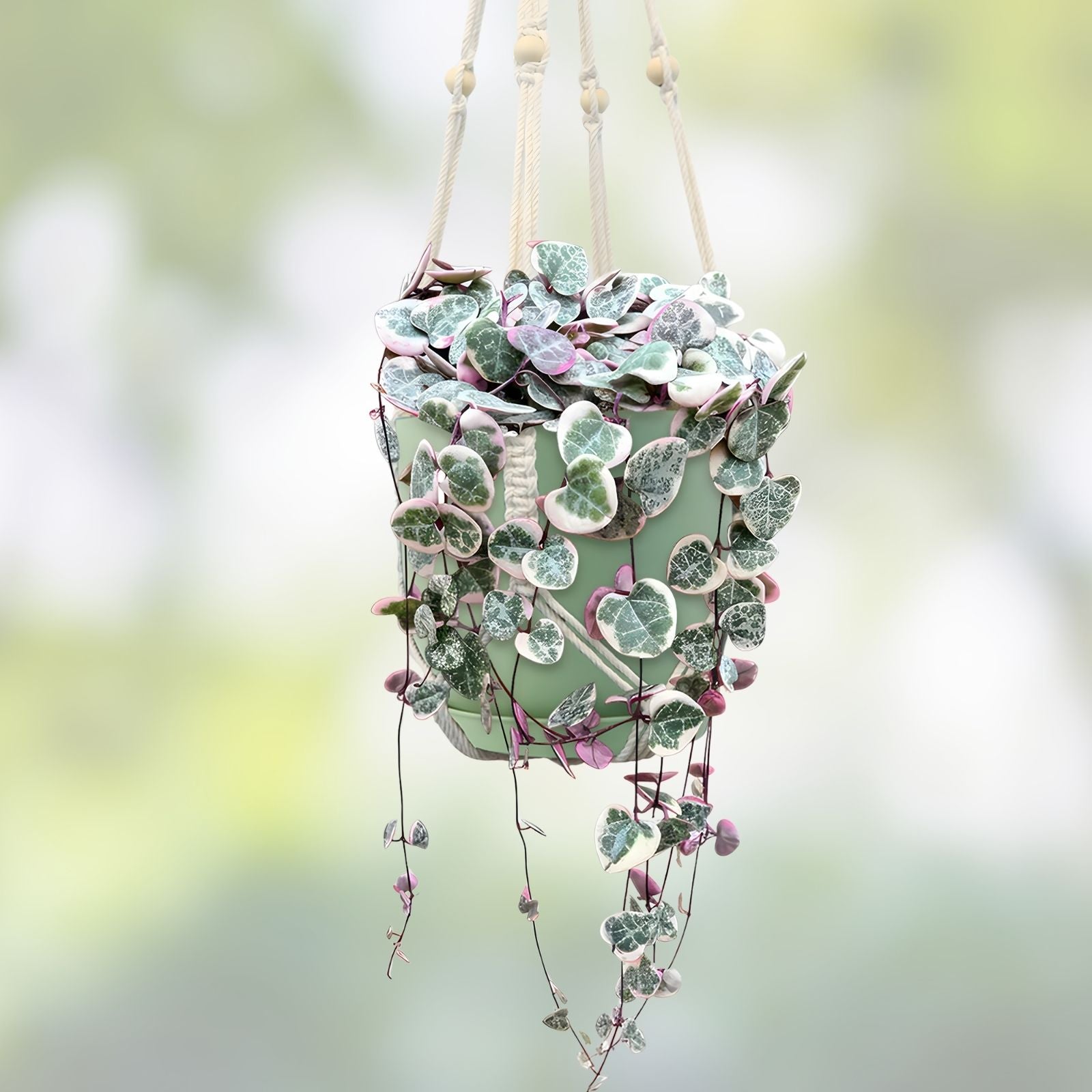 Variegated String of Hearts Plant 3" Pot | Ceropegia woodii variegata Trailing Houseplant | Rare Indoor Plant