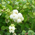 Snowberry Seeds 40 Pack Symphoricarpos albus Ornamental Berry Bush Shrub Live Plant Cutting