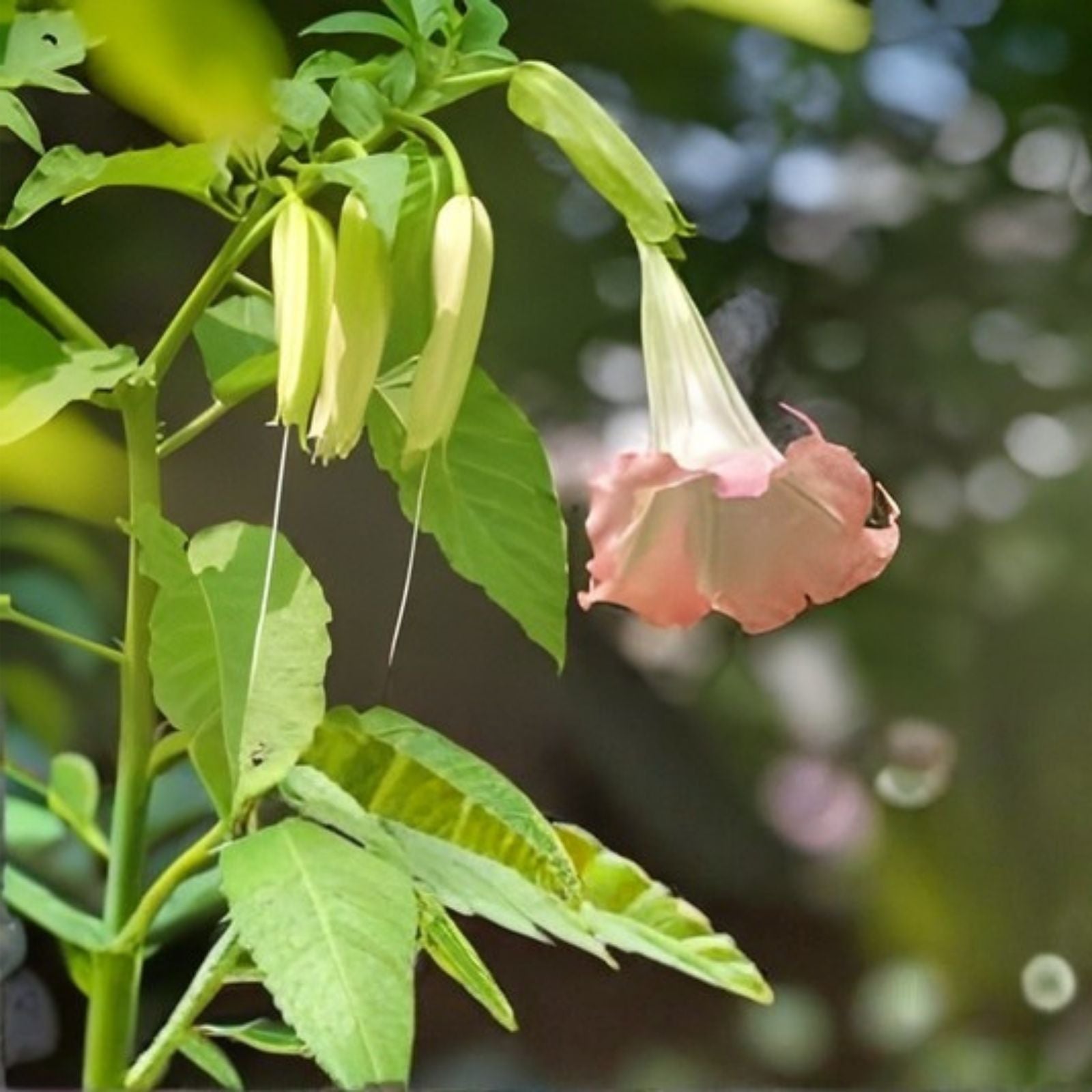 Brugmansia Cuttings Pink Peach Angel Trumpet Fragrant Ornamental Plant Easy to Grow New Harvest