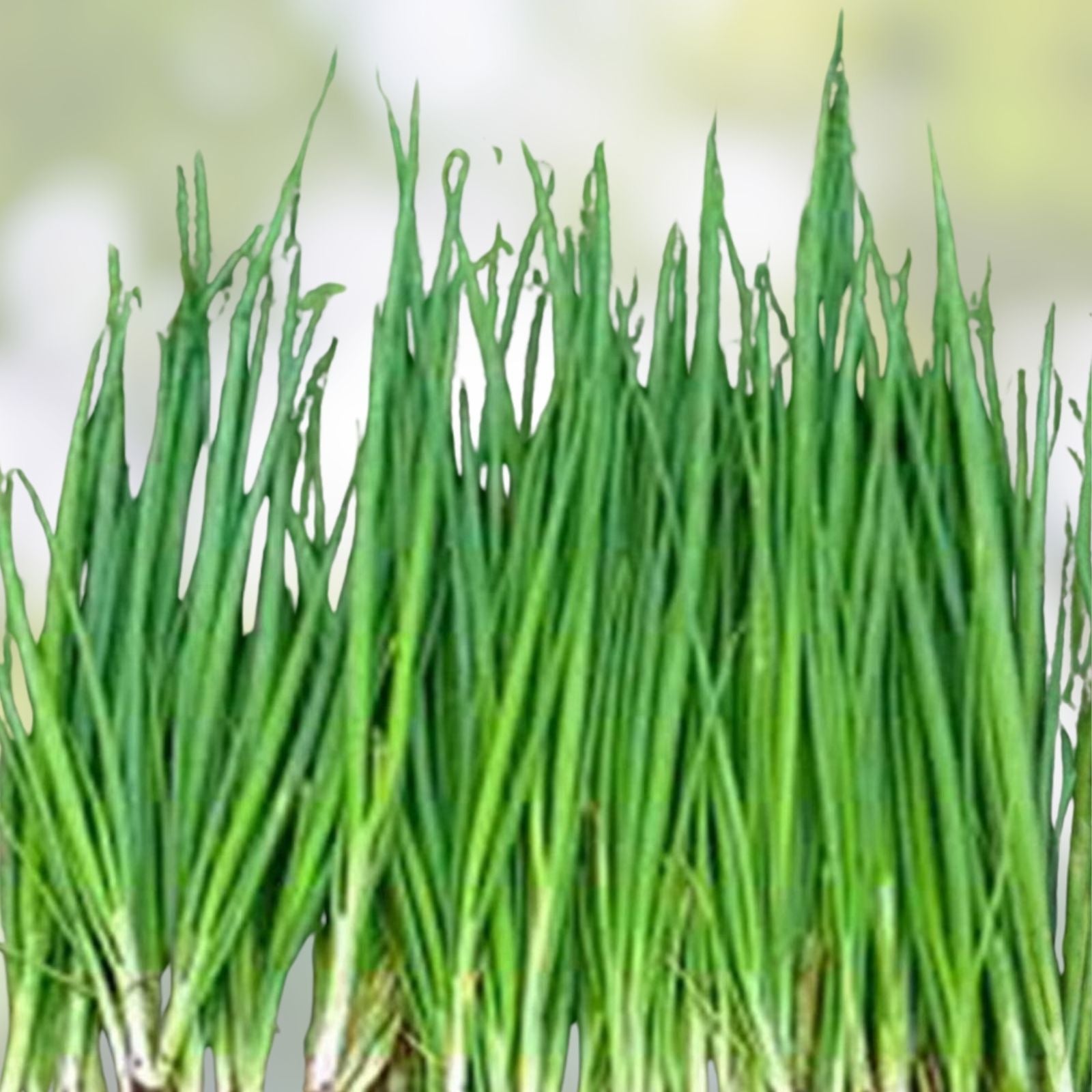 Heirloom Tokyo Long White Onion Seeds | Non-GMO Allium fistulosum | Salad & Cooking Starter Plant | Live Bulb or Cutting