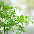 Water Oak Seedlings 10-12in Live Plants 5-Pack Quercus nigra Native Tree for Landscaping Reforestation Wildlife Habitat
