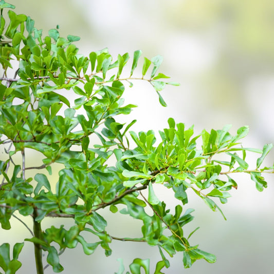 Water Oak Seedlings 10-12in Live Plants 5-Pack Quercus nigra Native Tree for Landscaping Reforestation Wildlife Habitat