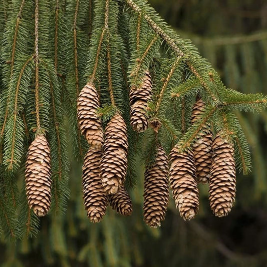 Norway Spruce Seeds 50 Pack Evergreen Conifer Tree Seeds Picea Abies for Planting Landscaping New Harvest