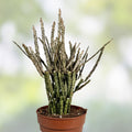 Euphorbia Platyclada Cactus Live Plant - Unique Succulent for Home Decor Garden - Real Cacti Starter Plant Bare Root