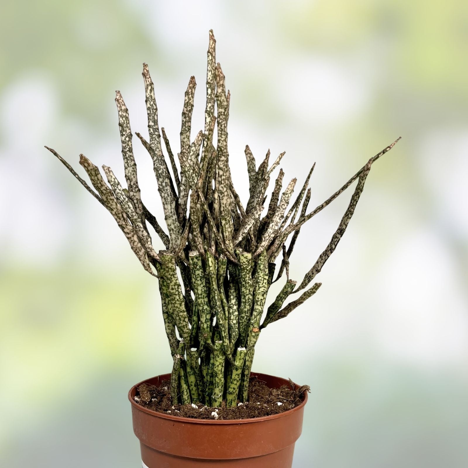 Euphorbia Platyclada Cactus Live Plant - Unique Succulent for Home Decor Garden - Real Cacti Starter Plant Bare Root