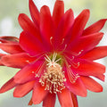 Epiphyllum Orchid Cactus Cuttings 3 Rooted Coral Dancer with New Growth Epiphyllum oxypetalum