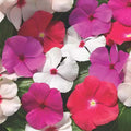 Vinca Seeds 500 Pack Sunsplash Cherry Catharanthus roseus Flower Seeds for Garden Landscaping Containers Live Plant Cutting