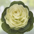 Condor White Ornamental Kale Seeds – Organic Brassica oleracea, 10 Pack, Live Plant, USA Grown, Free Shipping