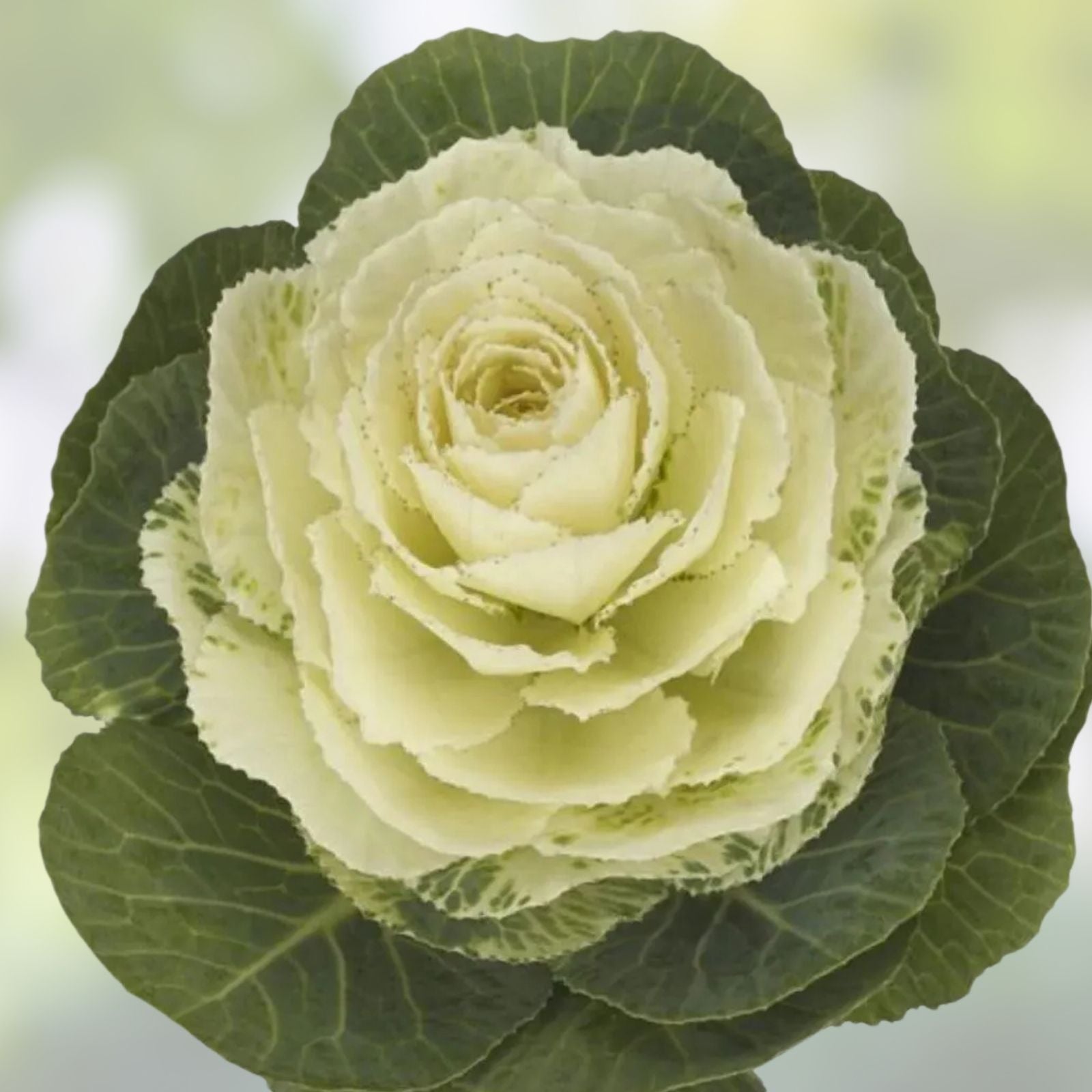 Condor White Ornamental Kale Seeds – Organic Brassica oleracea, 10 Pack, Live Plant, USA Grown, Free Shipping