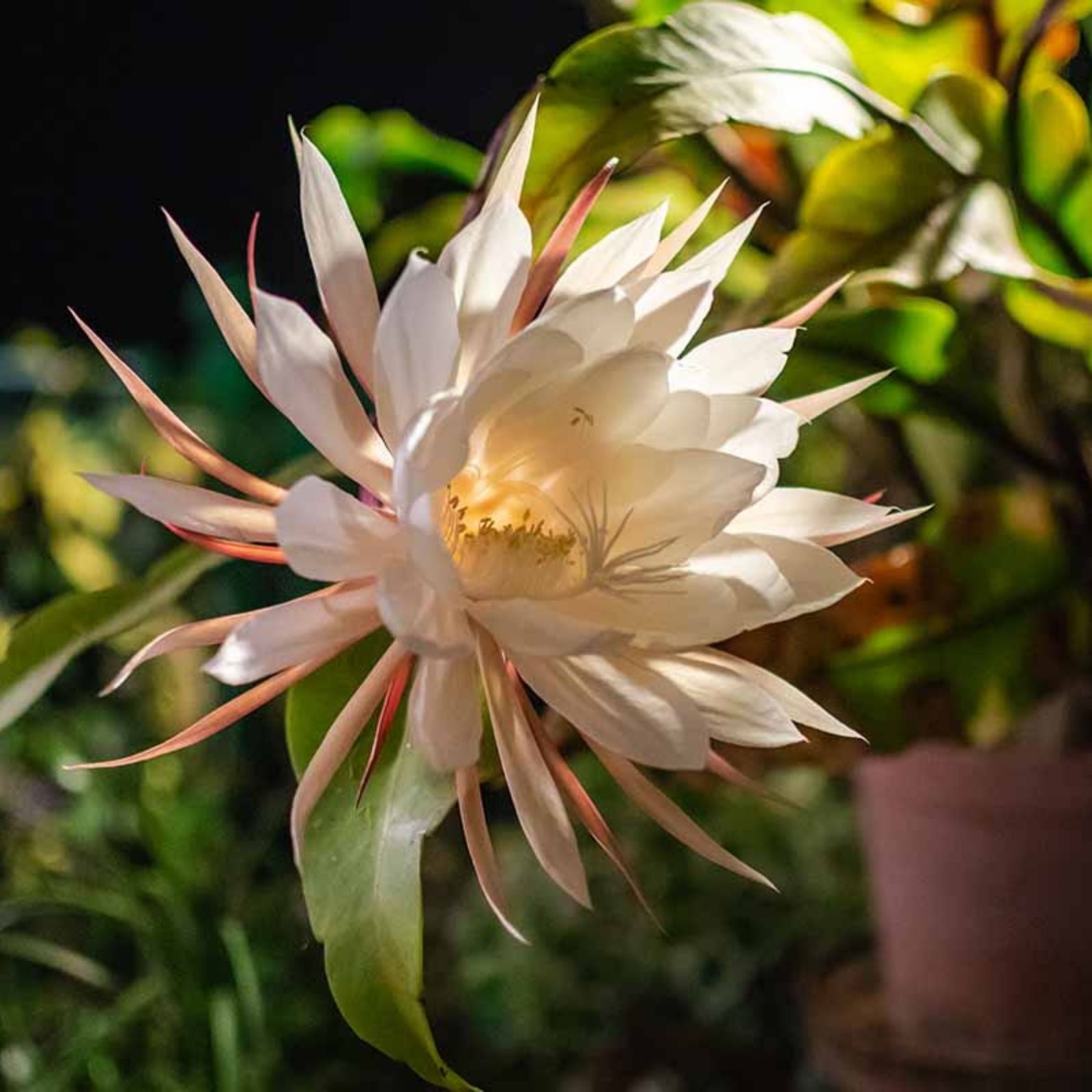 Epiphyllum Cuttings 8-10in Alchemy Variety Succulent Plant Propagation Houseplant Live Plant