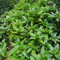Callisia fragrans Live Plant Cuttings - 5 Basket Pups - Indoor Houseplant - Easy Care Green Foliage - False Bromeliad Starter