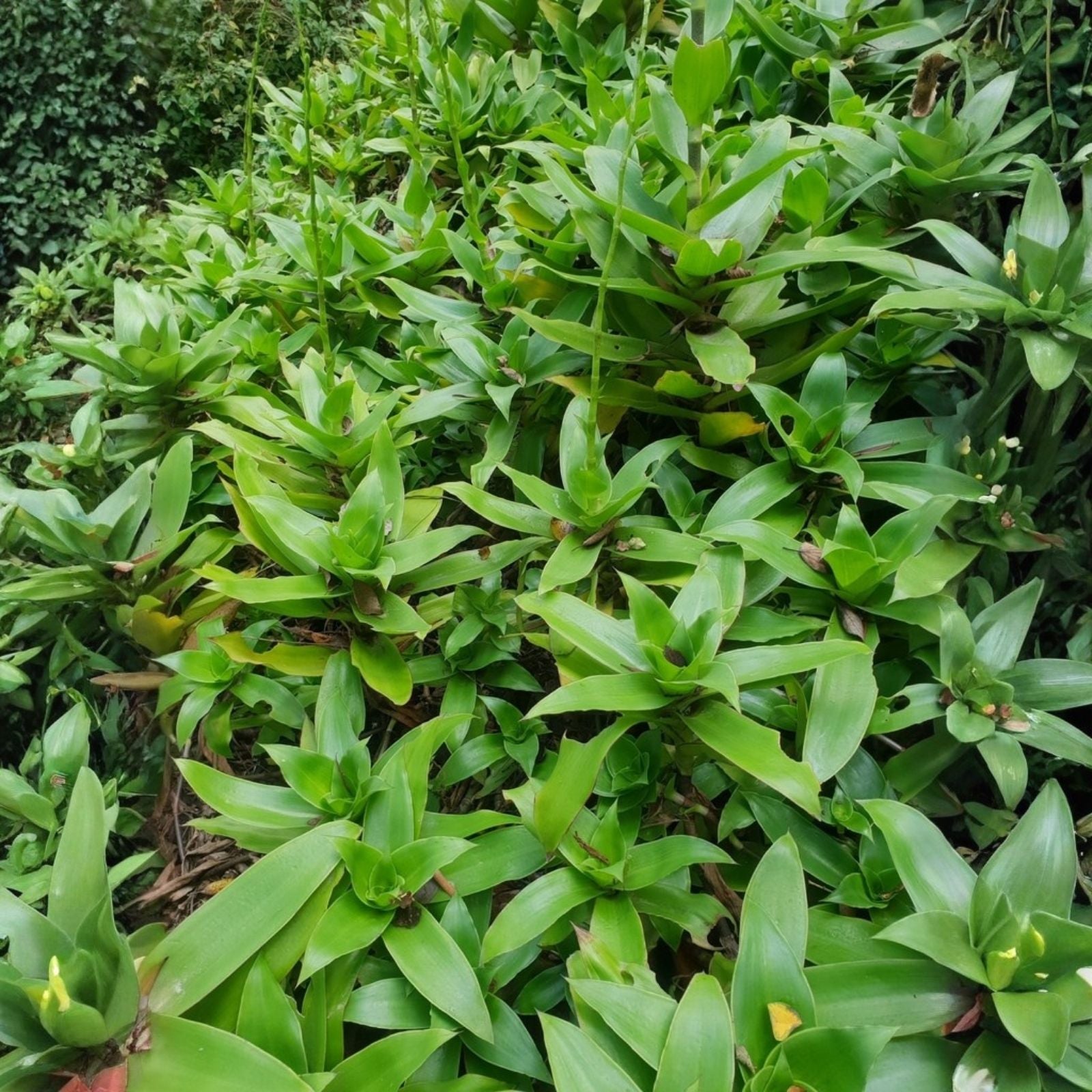 Callisia fragrans Live Plant Cuttings - 5 Basket Pups - Indoor Houseplant - Easy Care Green Foliage - False Bromeliad Starter
