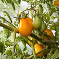 Heirloom Carrot Seeds Danvers 126 Non-GMO Organic Vegetable Seeds 1000+ Starter Plants for Gardening