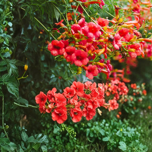 Trumpet Vine Seedlings 5-Pack Campsis radicans Live Plant Hummingbird Attractant for Southern Alabama
