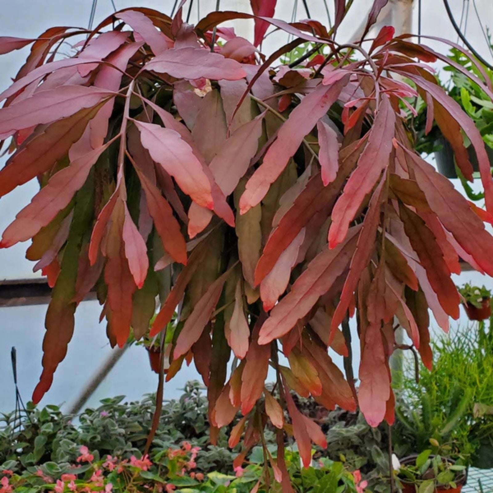 Pseudorhipsalis Rhipsalis Ramulosa Red Live Plant Cutting Tropical Succulent Houseplant Decor