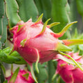 Dragon Fruit Cuttings 8-12in Hylocereus Cactus Succulent Live Plant Propagation Multiple Varieties