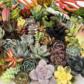 Assorted Succulent Cuttings 40 Varieties Live Plants DIY Garden Indoor Houseplant Easy to Grow