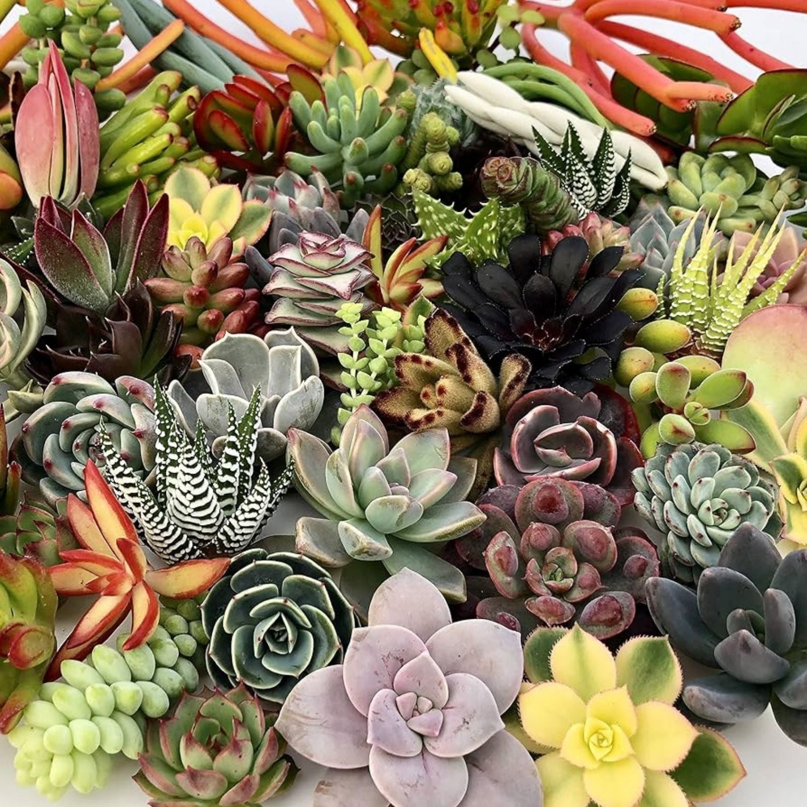 Assorted Succulent Cuttings 40 Varieties Live Plants DIY Garden Indoor Houseplant Easy to Grow