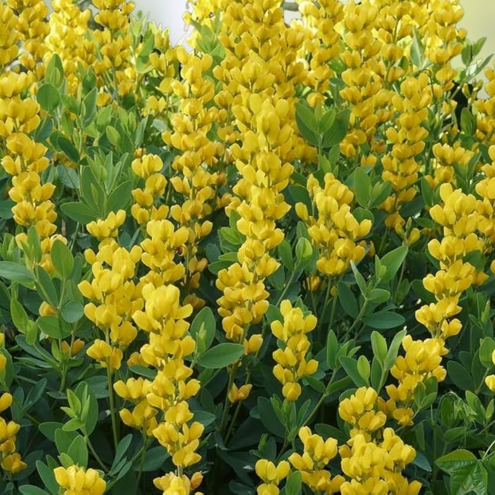 Yellow False Indigo Seeds 100 Count - Baptisia sphaerocarpa Perennial Wildflower Seeds for Garden Planting