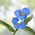 Commelina Diffusa Cuttings 15 Pieces 7 Inches Long Tropical Ground Cover Plant No Soil - In Stock