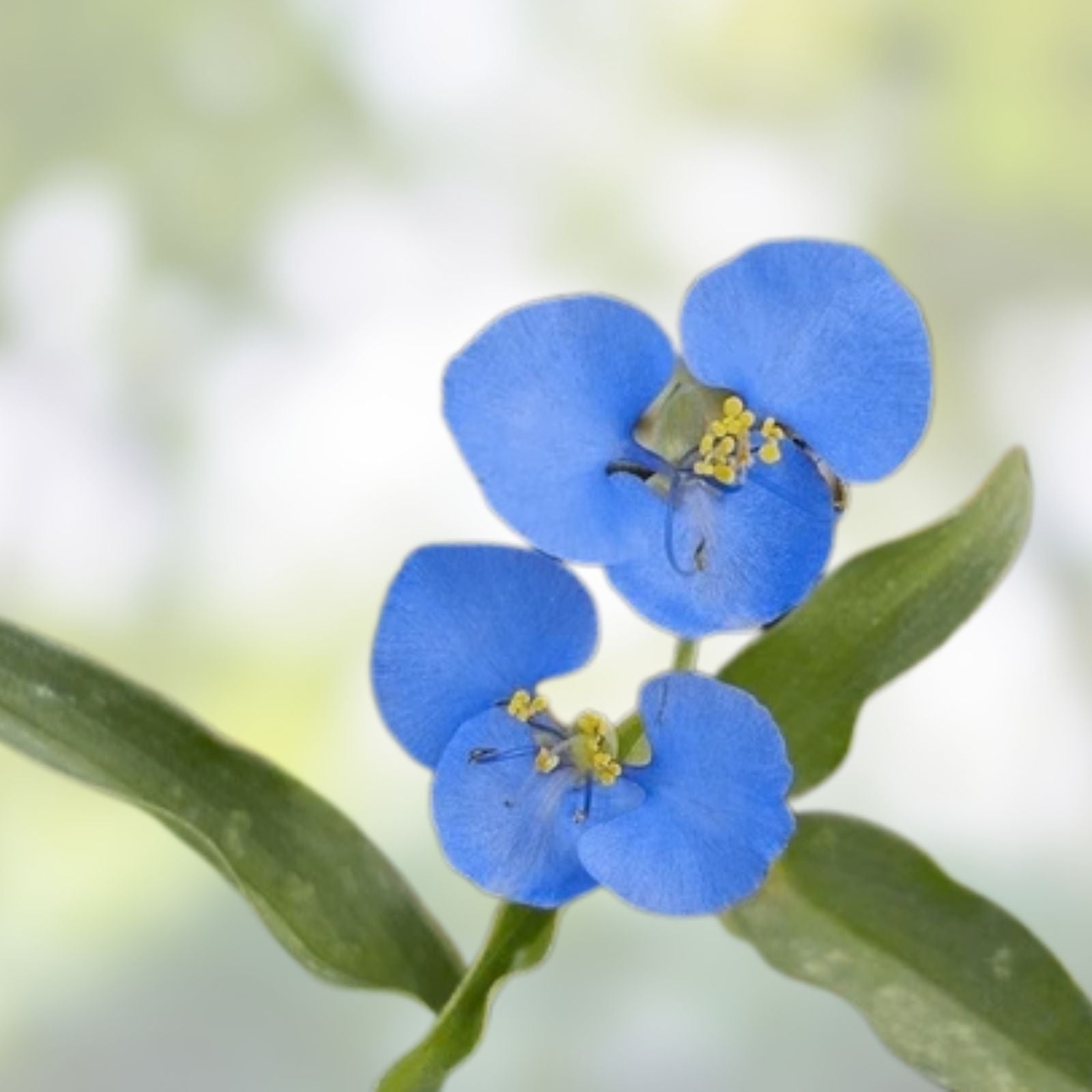 Commelina Diffusa Cuttings 15 Pieces 7 Inches Long Tropical Ground Cover Plant No Soil - In Stock