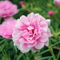 Royal Pink Moss Rose Cuttings Portulaca grandiflora Live Plant Starter for Gardening Container Planting