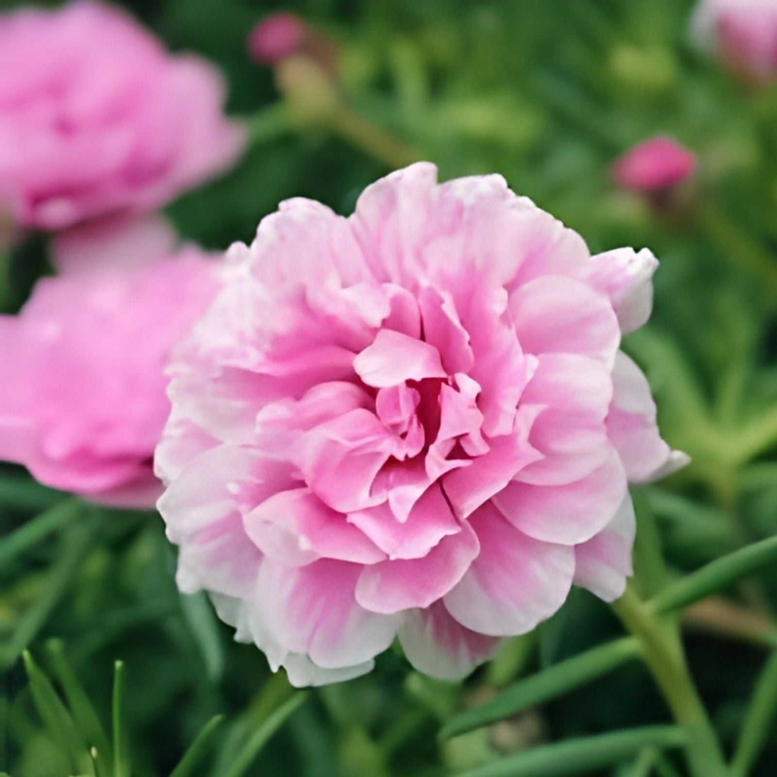 Royal Pink Moss Rose Cuttings Portulaca grandiflora Live Plant Starter for Gardening Container Planting