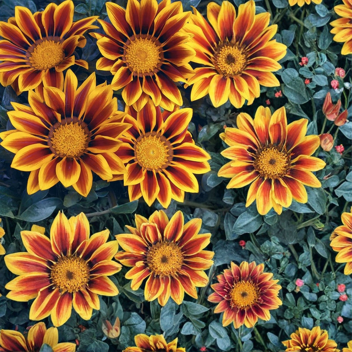Gazania Seeds 75+ Mystic Flame Variety Fragrant Fresh Non-GMO Flower Seeds Gazania rigens
