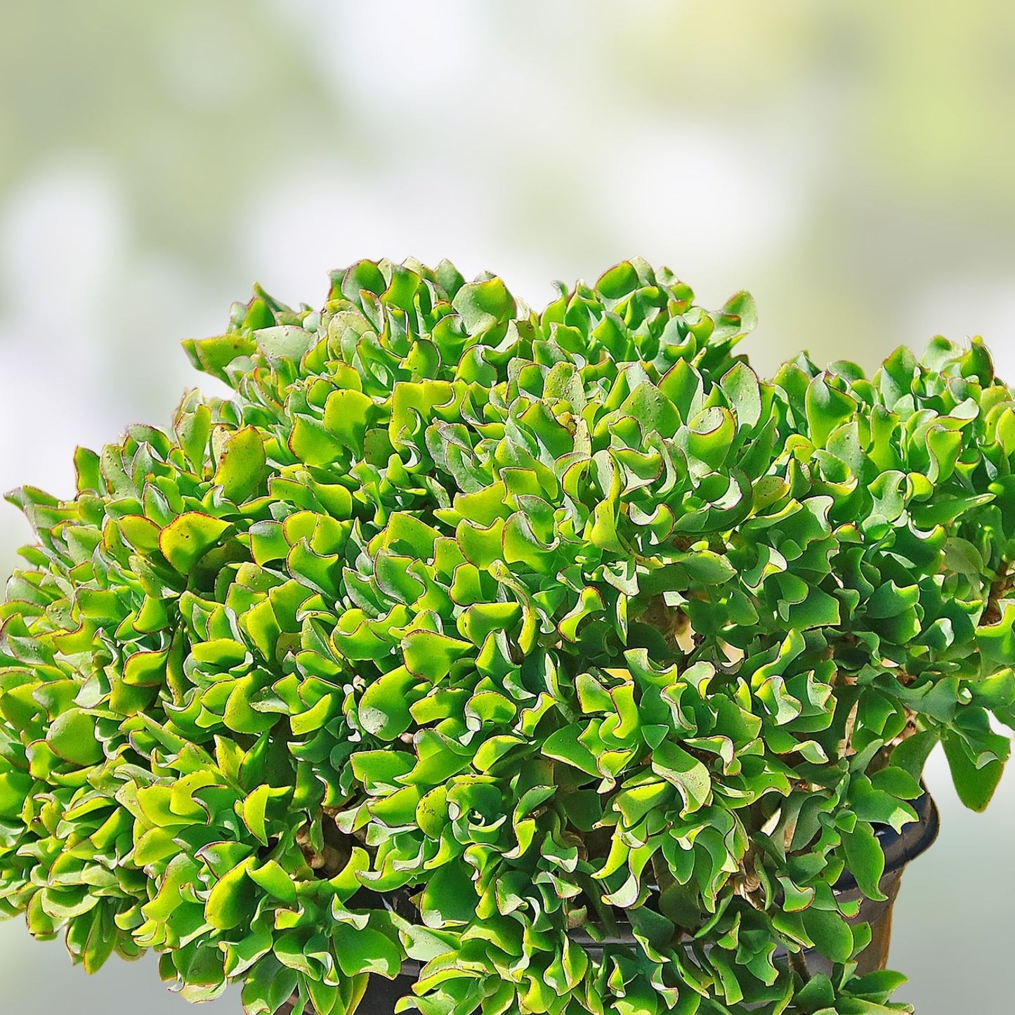 Crassula arborescens Undulatifolia Ripple Curly Jade Succulent Cuttings - Live Houseplant, Starter Plant, Gardening, Home Decor