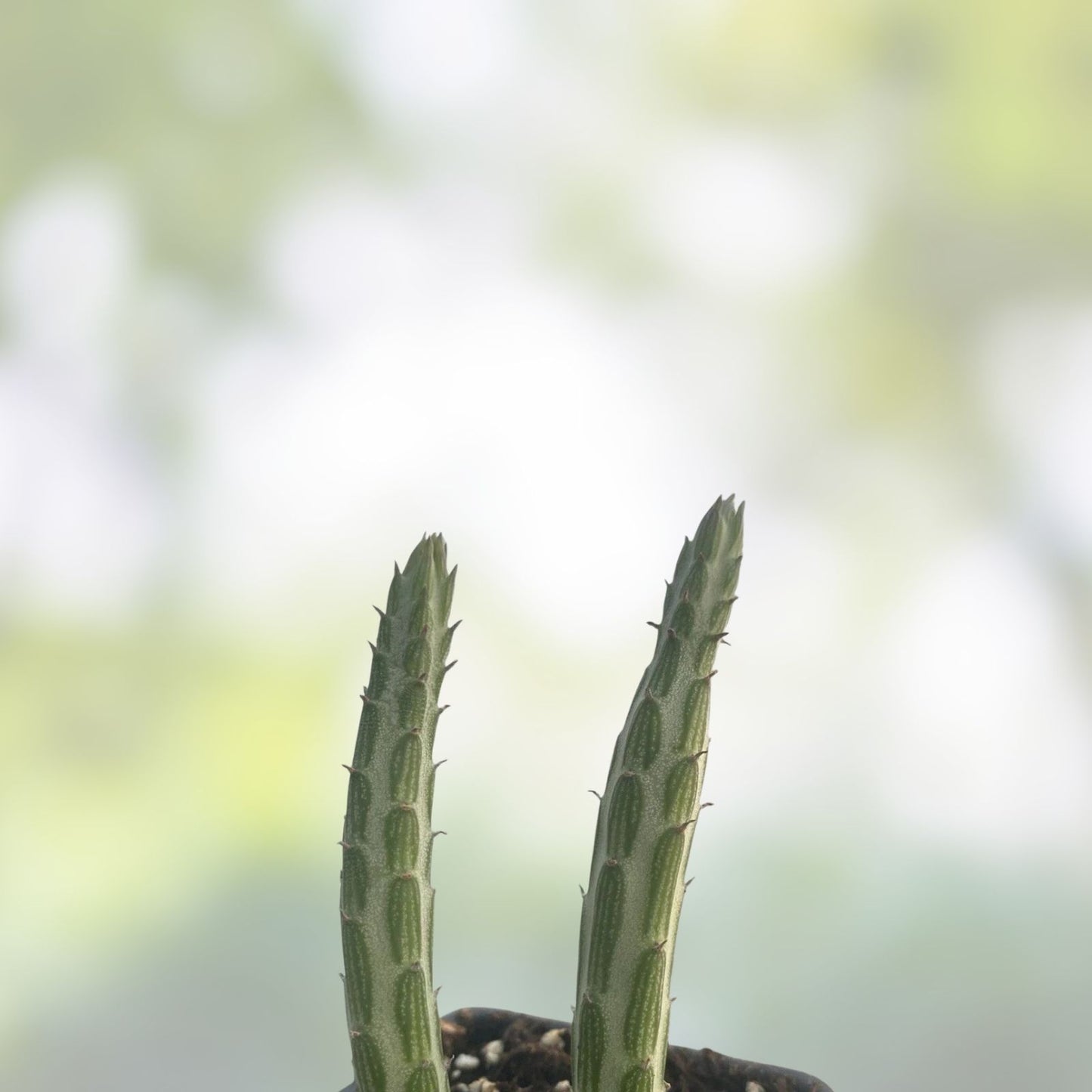 Kleiniia Senecio Stepiliformis Succulent Pickle Plant 2 Rooted Cuttings, Unique Green Houseplant, Live Succulent for Home Decor