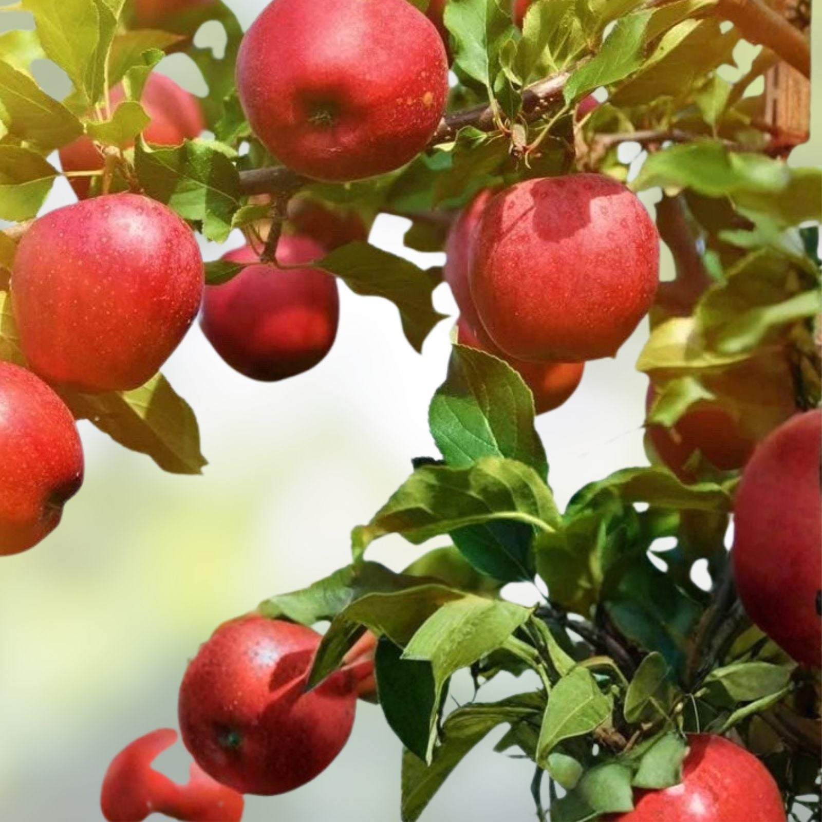 Apple Tree Seedlings 1-2 Feet Tall, Malus Pumila, Common Apple Fruit Tree for Garden Planting, Fast Growing, Non-California Regions