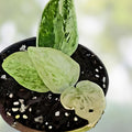 Rooted Scindapsus Pictus 'Soo Silver' Top Cut in Moss, Variegated Houseplant, Silver Leaf Epipremnum, Indoor Plant