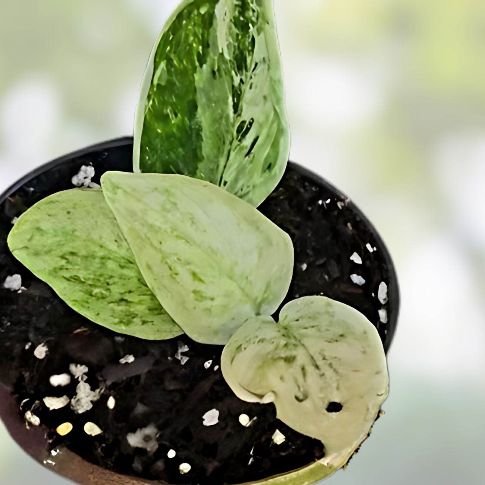 Rooted Scindapsus Pictus 'Soo Silver' Top Cut in Moss, Variegated Houseplant, Silver Leaf Epipremnum, Indoor Plant