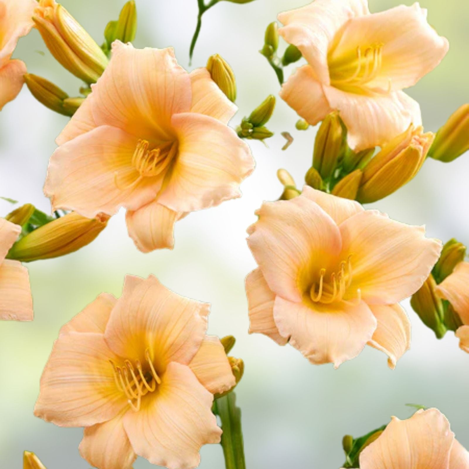 Mini Pearl Daylily Live Rooted Plant - Melon Pink Herbaceous Perennial for Zones 3-9