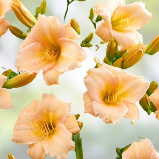 Mini Pearl Daylily Live Rooted Plant - Melon Pink Herbaceous Perennial for Zones 3-9