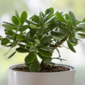 Crassula Ovata Jade Plant Rooted Cutting in 1-3" Pot | Live Succulent Indoor Plant | Easy Care, Low Maintenance