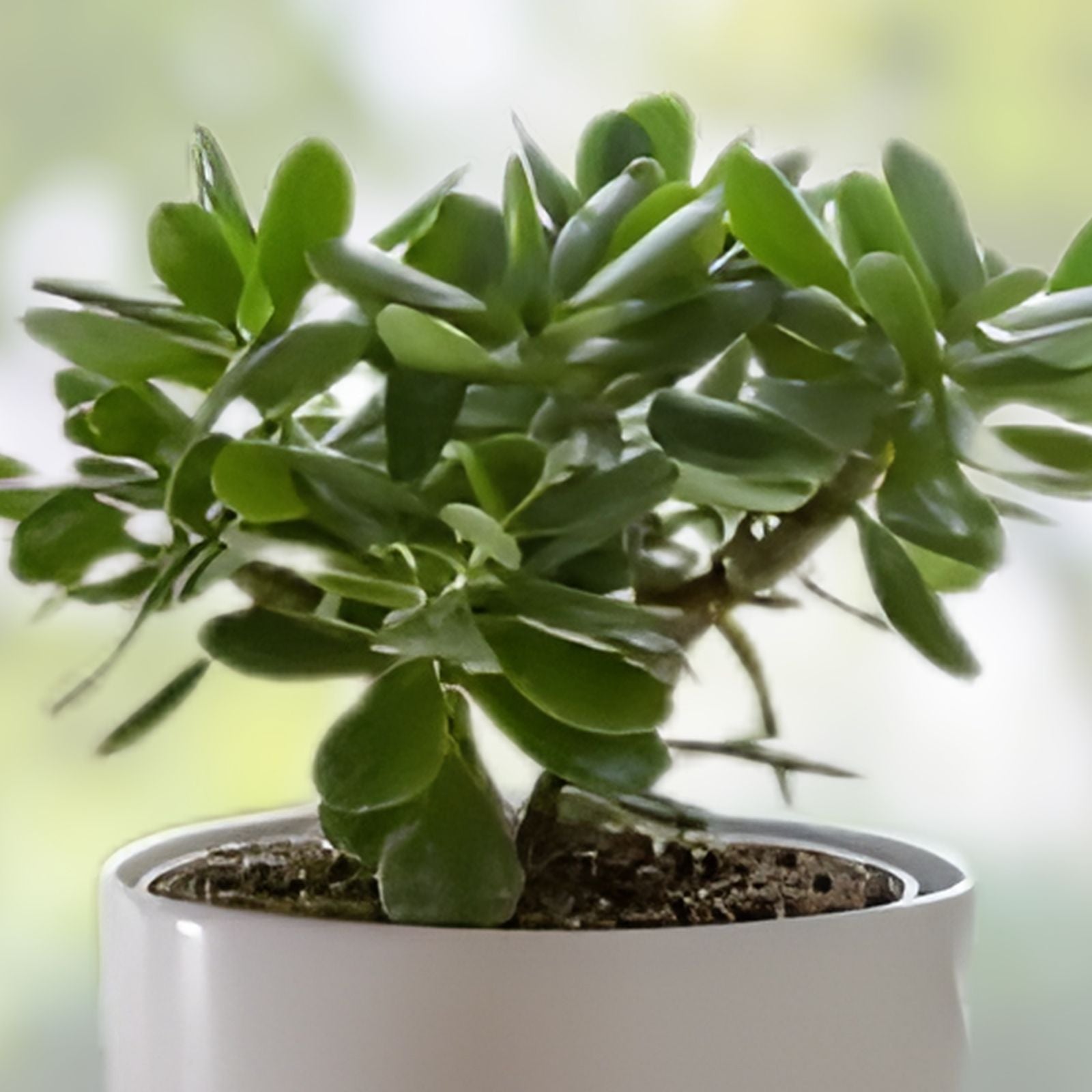 Crassula Ovata Jade Plant Rooted Cutting in 1-3" Pot | Live Succulent Indoor Plant | Easy Care, Low Maintenance