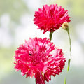 Bachelor Button Seeds 500 Count Tall Red Centaurea cyanus Flower Seeds for Garden, Cutting, and Wildflower Planting