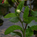 Rare Marusa Plant Live Amazonian Medicinal Herb Pfaffia iresinoides Starter Plant Herbal Remedy Houseplant