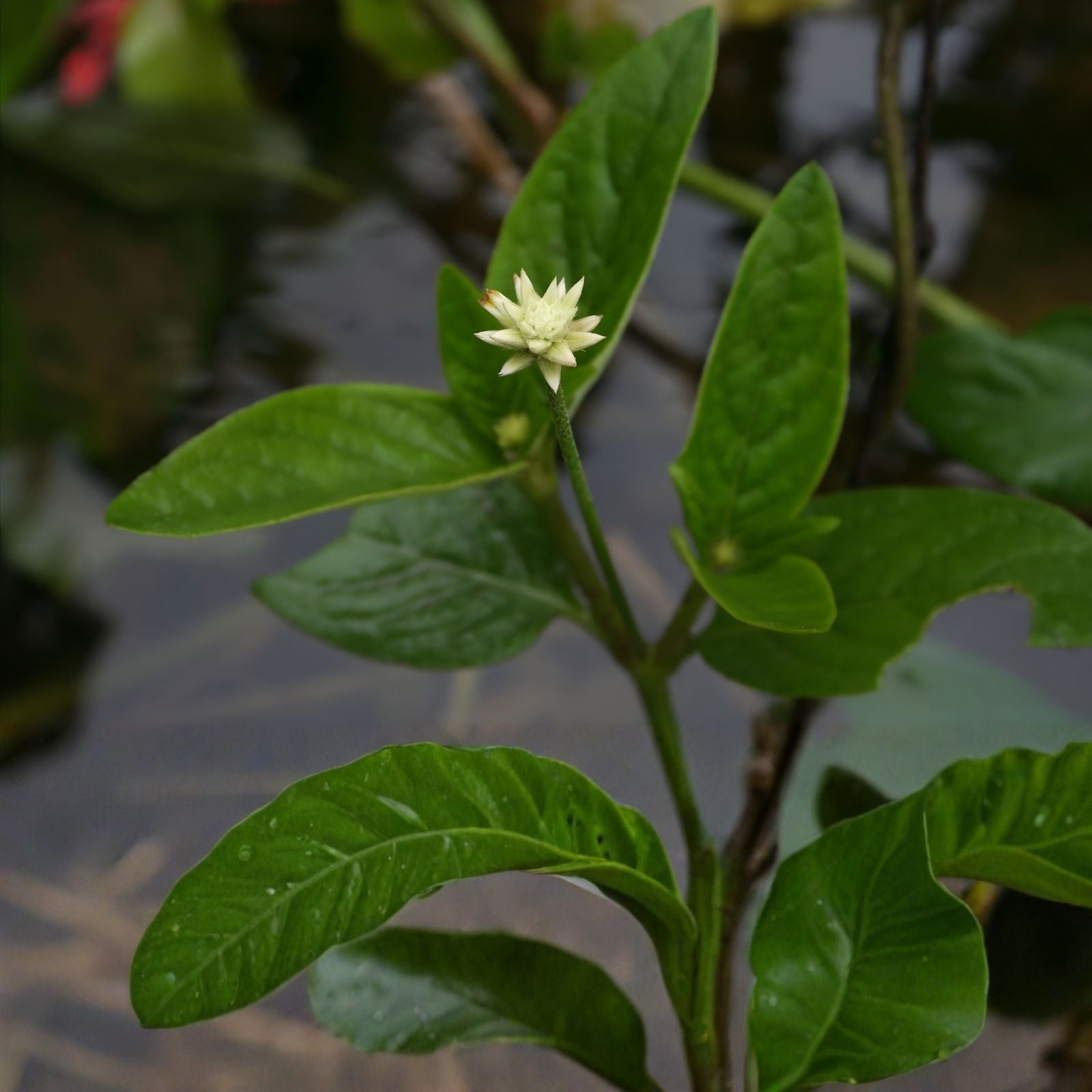 Rare Marusa Plant Live Amazonian Medicinal Herb Pfaffia iresinoides Starter Plant Herbal Remedy Houseplant