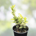 Variegated Confederate Jasmine Starter Plant Trachelospermum jasminoides Live Garden Climber Bare Root Cutting