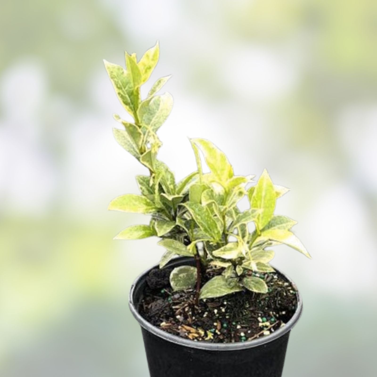 Variegated Confederate Jasmine Starter Plant Trachelospermum jasminoides Live Garden Climber Bare Root Cutting