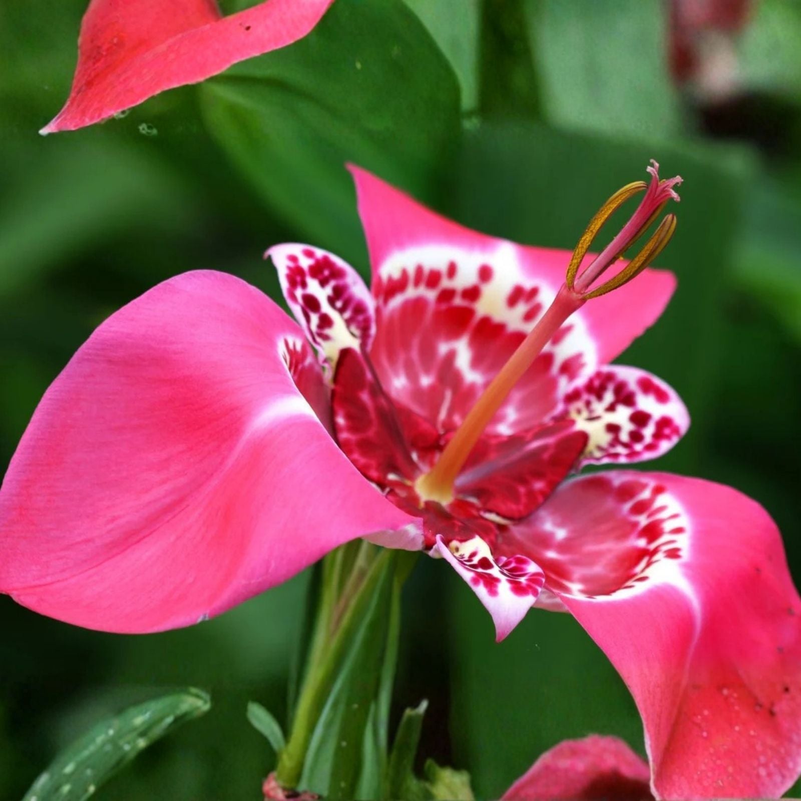 Purple Tigridia Bulbs 5-Pack | Tigridia pavonia Lilacea | Mexican Shellflower Perennial Plant | Live Bulbs, Flowering Starter