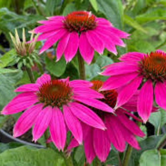 Long Headed Coneflower Seeds 100 Pack - Echinacea laevigata for Garden Planting and Cultivation