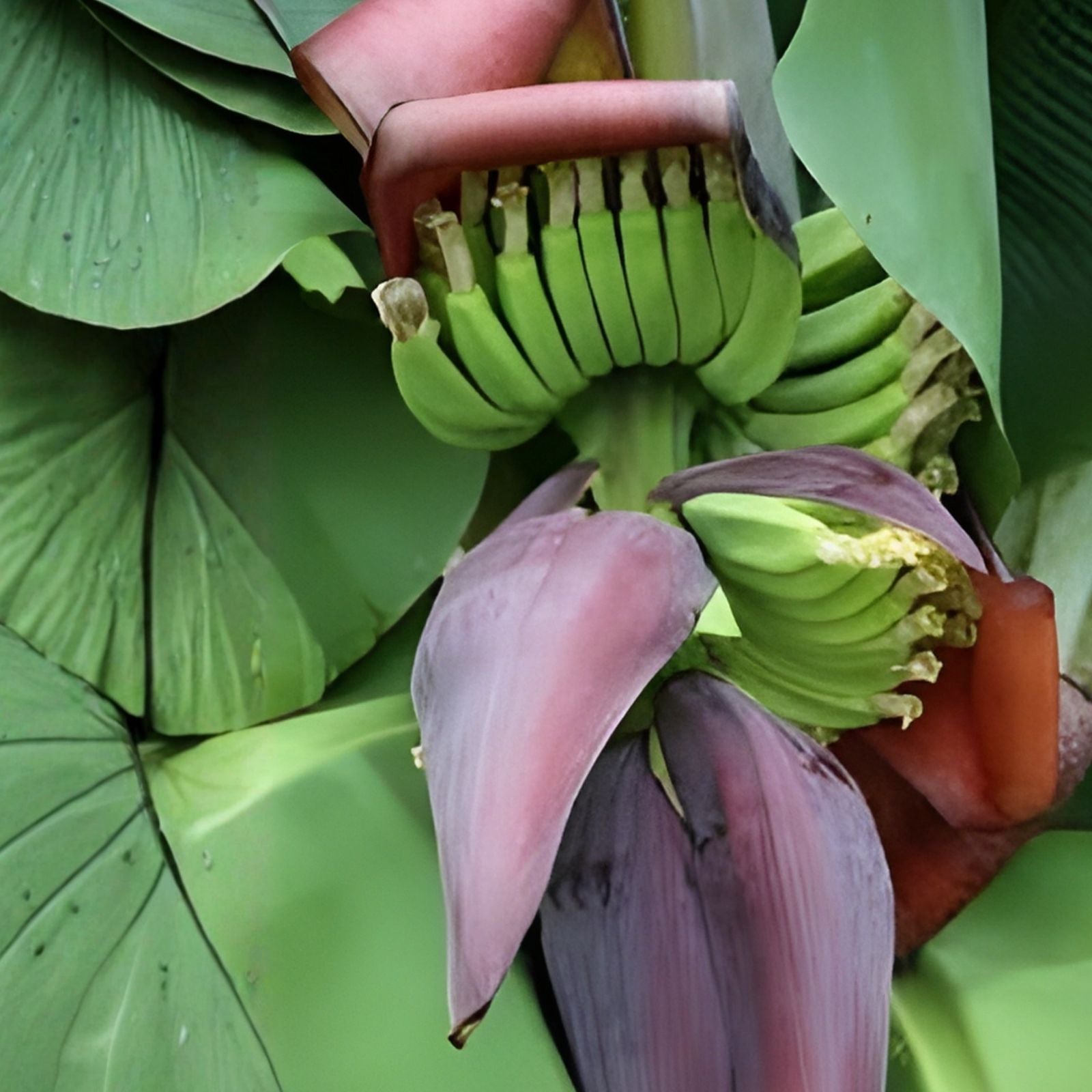 Wild Banana Tree Seeds 10 Pack - Musa acuminata Tropical Fruit Planting Seeds for Garden Landscaping and Easy Growth