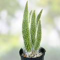 Opuntia 'Snow' Cactus Live Plant, White Hairy Indoor Succulent, Thick Soft White Spines, Houseplant, Starter, Bare Root, Cutting