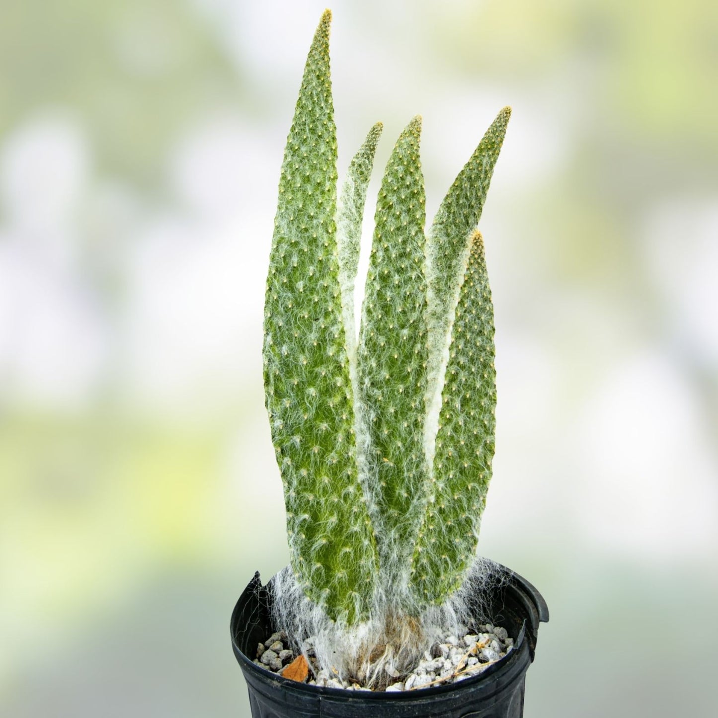 Opuntia 'Snow' Cactus Live Plant, White Hairy Indoor Succulent, Thick Soft White Spines, Houseplant, Starter, Bare Root, Cutting