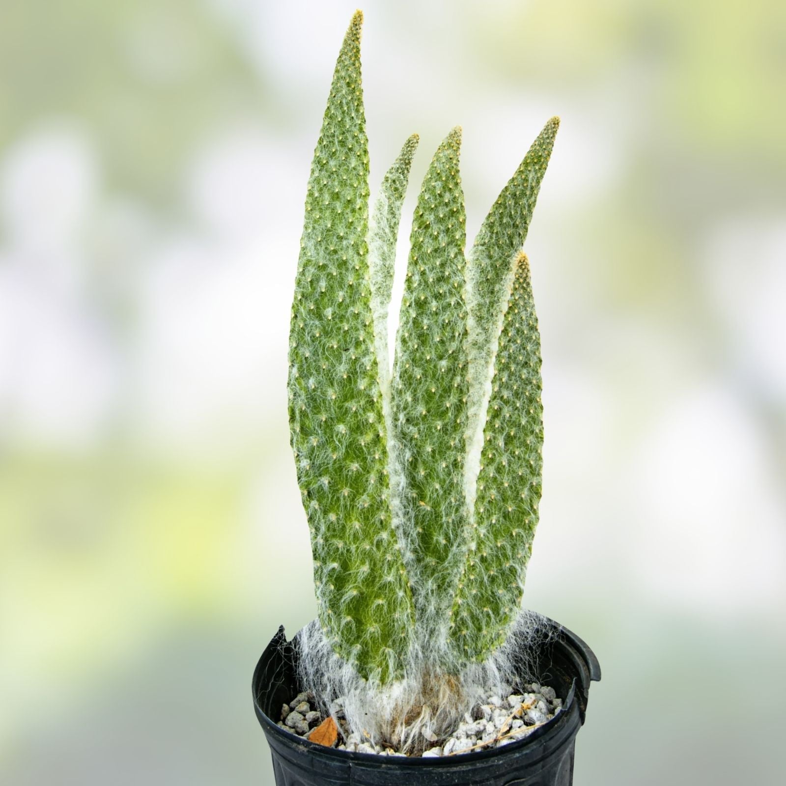 Opuntia 'Snow' Cactus Live Plant, White Hairy Indoor Succulent, Thick Soft White Spines, Houseplant, Starter, Bare Root, Cutting