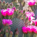 Beaver Tail Cactus Opuntia basilaris 1 Pad Pink Flowers Succulent Desert Drought Tolerant Easy Care Plant