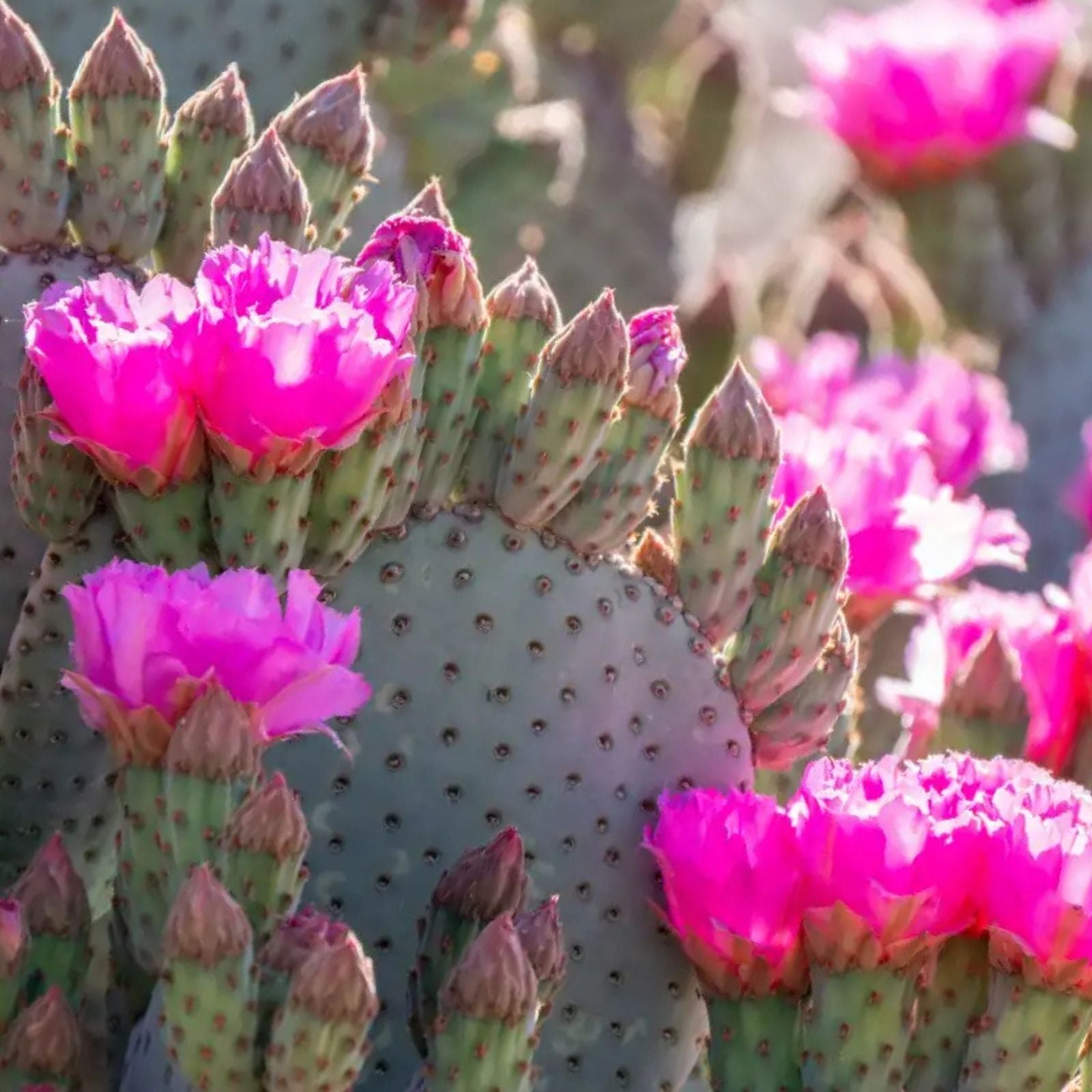 Beaver Tail Cactus Opuntia basilaris 1 Pad Pink Flowers Succulent Desert Drought Tolerant Easy Care Plant